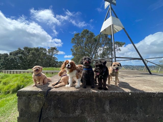 Goodwalk dogs enjoying a group outing in Auckland