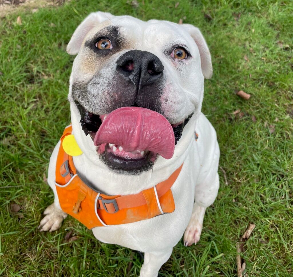 Large breed dog enjoying a Goodwalk one on one dog walk
