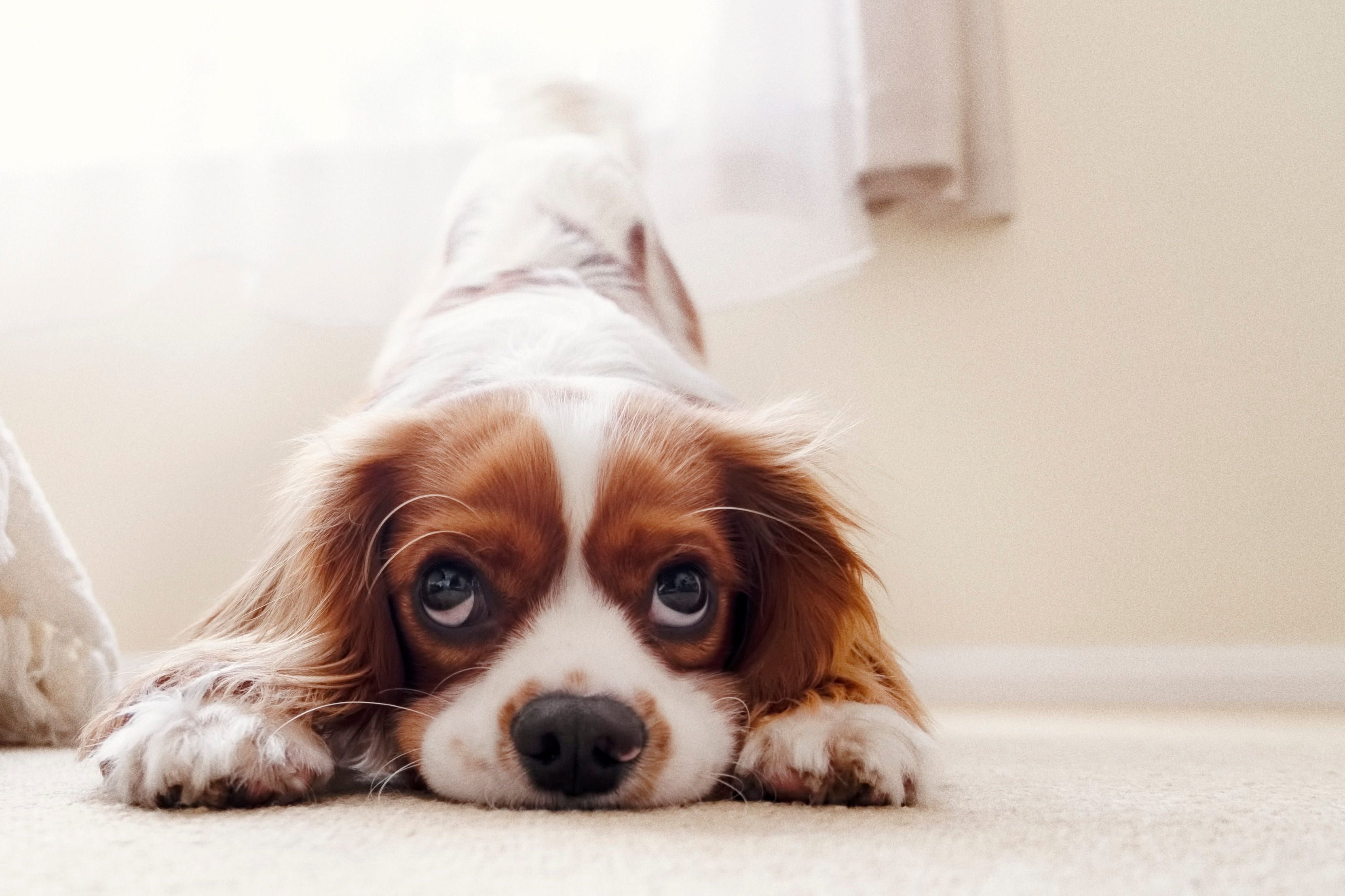Young Cavalier King Charles Spaniel puppy resting at home before future Goodwalk Pack Walk training in Auckland