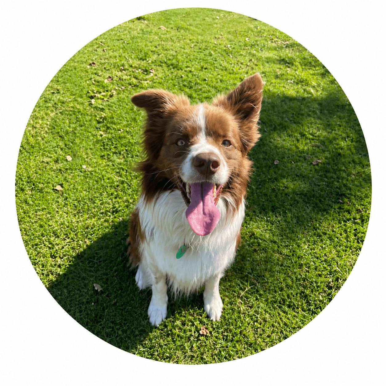 Monty, a happy Goodwalk dog walking client in Auckland