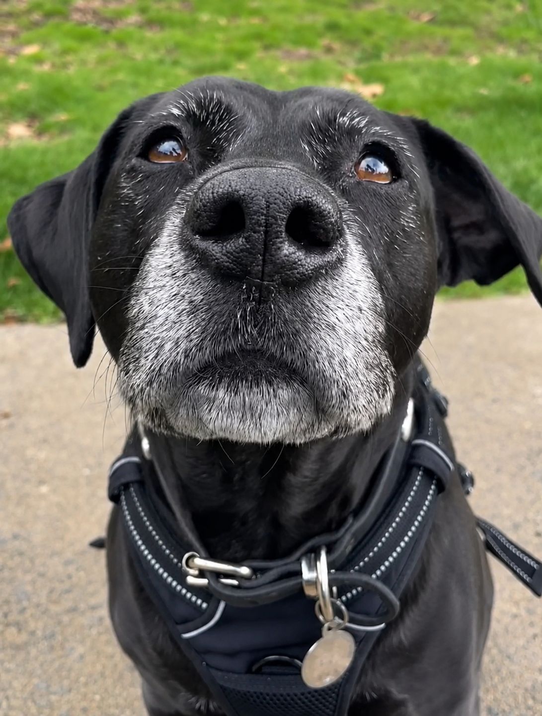 Older black dog enjoying a calm one-on-one Goodwalk walk in Auckland