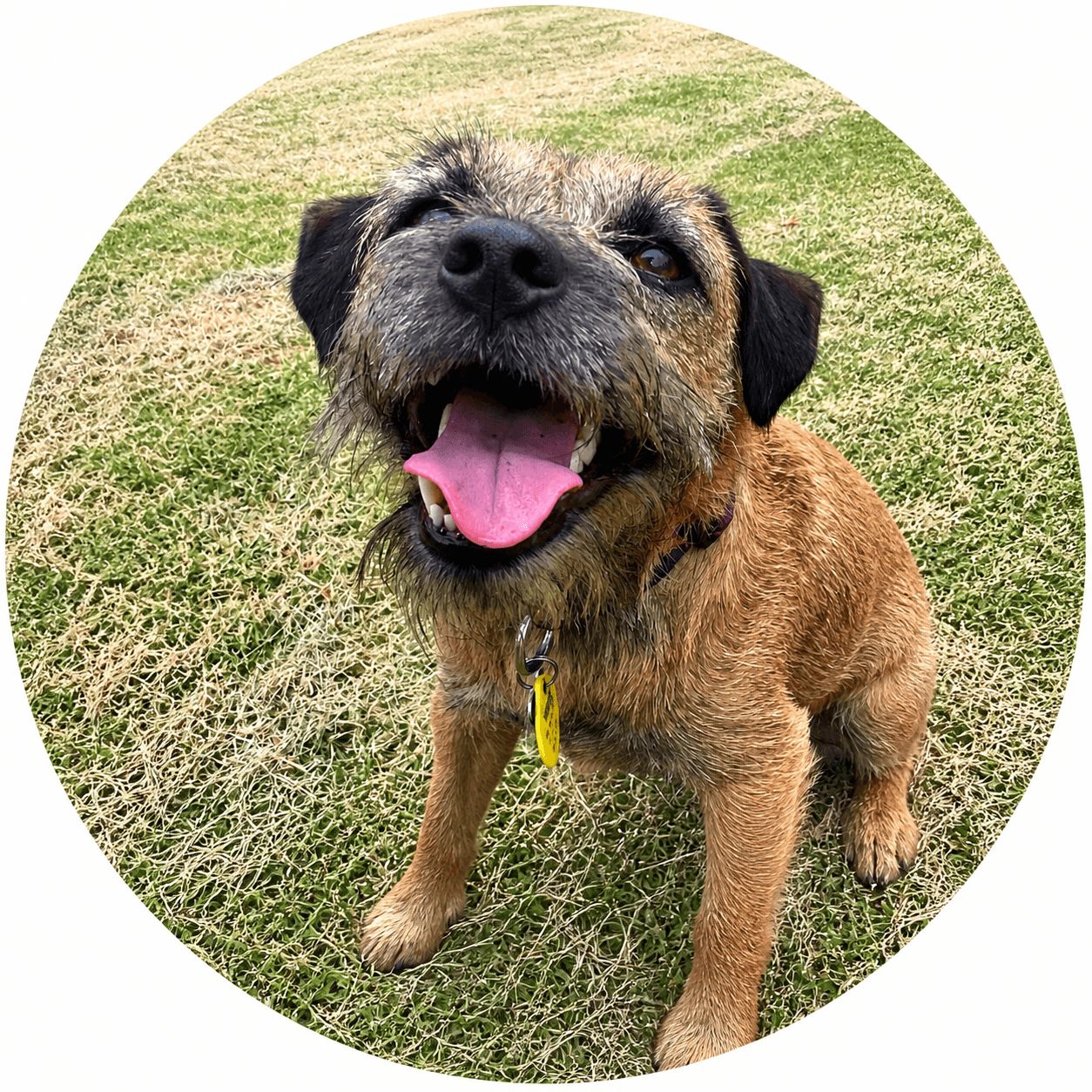 Otis, a happy Goodwalk dog walking client in Auckland