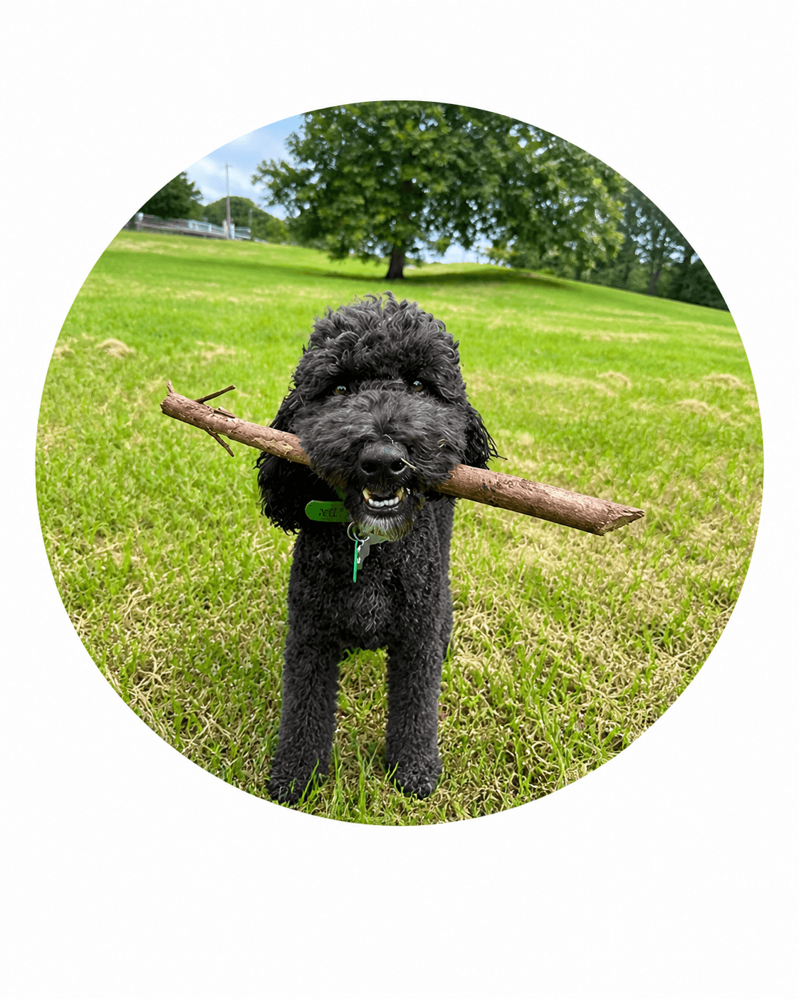Kate's dog