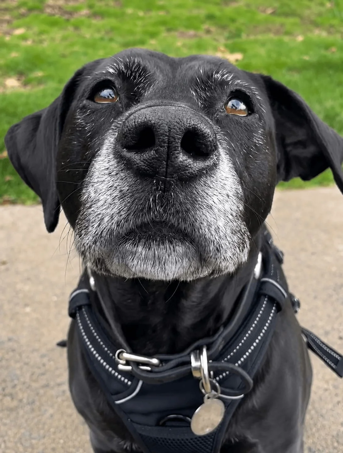 Large breed dog enjoying a Goodwalk one on one dog walk
