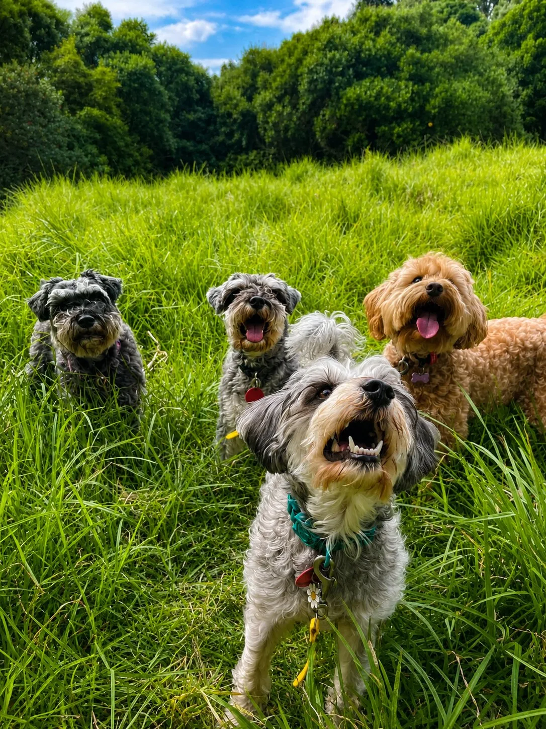 Goodwalk dogs together at Mt Albert Park in Auckland