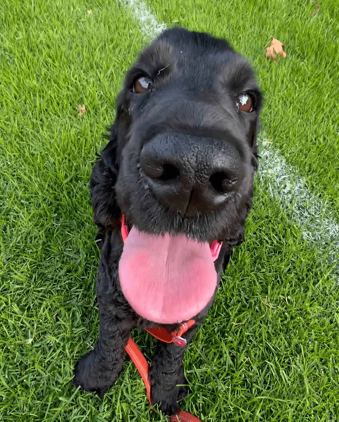 Dog enjoying a one-on-one walk